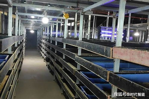 豐優(yōu)9號蛋白蟲養(yǎng)殖 可制作各種美容產品,也可做飼料